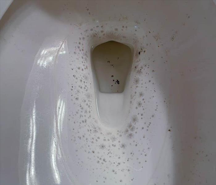 Toilet damaged with mold inside